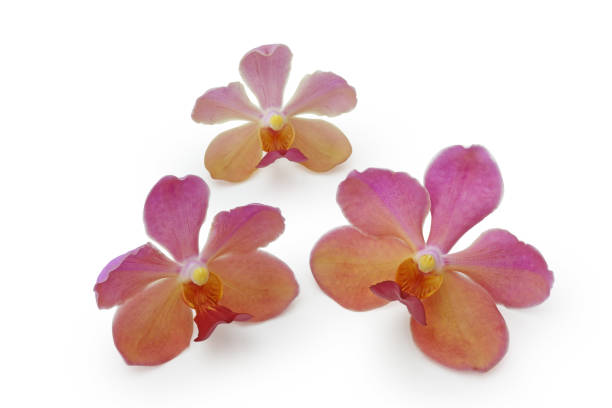 istock Pink red and yellow orchid flower 656464154