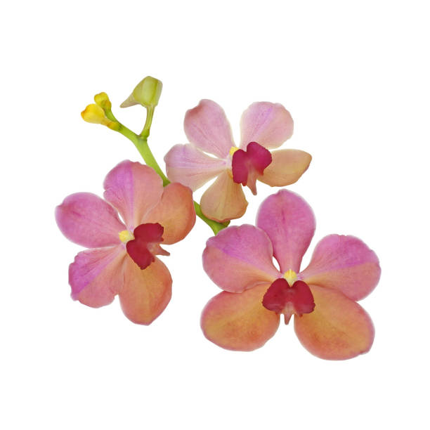 istock Pink red and yellow orchid flower 656464156