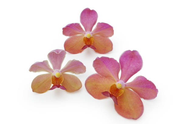 istock Pink red and yellow orchid flower 656464162