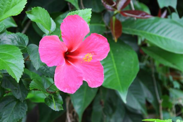 istock Hibiscus flower beautiful on tree Close up 656469592