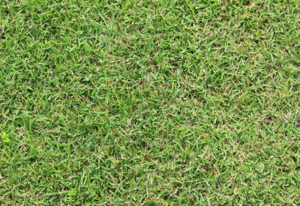 istock green grass texture in nature for background 656469620