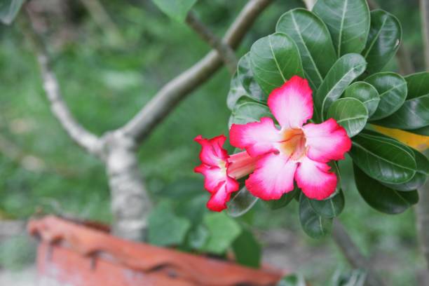istock desert rose Tropical flower on a tree or Impala Lily beautiful 656469872