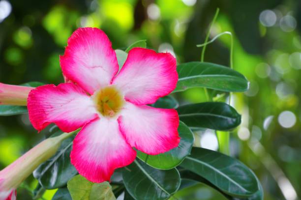 istock desert rose Tropical flower on a tree or Impala Lily beautiful 656470386