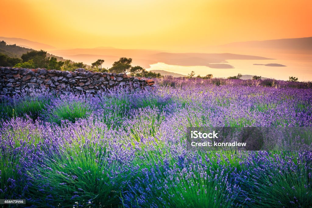 Sunset over Lavender field - Landscape Lavender - Plant Stock Photo