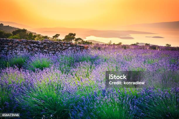 Sunset Over Lavender Field Landscape Stock Photo - Download Image Now - Lavender - Plant, Croatia, Lavender Color