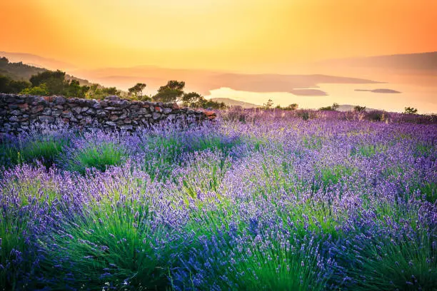 Photo of Sunset over Lavender field - Landscape