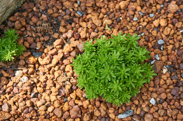 Succulent plants in the nursery greenhouse