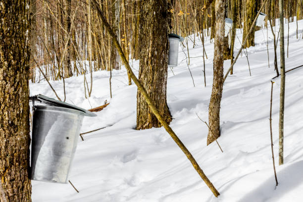 Maple sap, boiler, torch, woodlot,