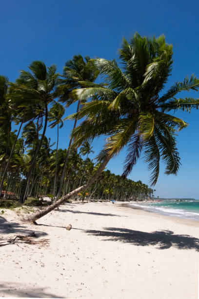 istock Carneiros Beach - Pernambuco, Brazil 656486820