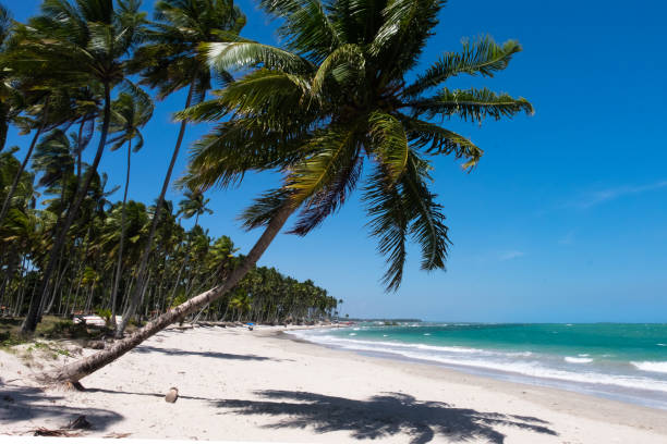 istock Carneiros Beach - Pernambuco, Brazil 656486994