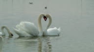 istock A loving swan couple at lake 656493476