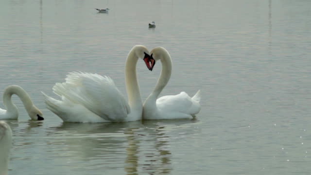 A loving swan couple at lake