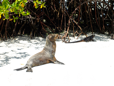 Sea Lion in Galapagos Island, Ecuador