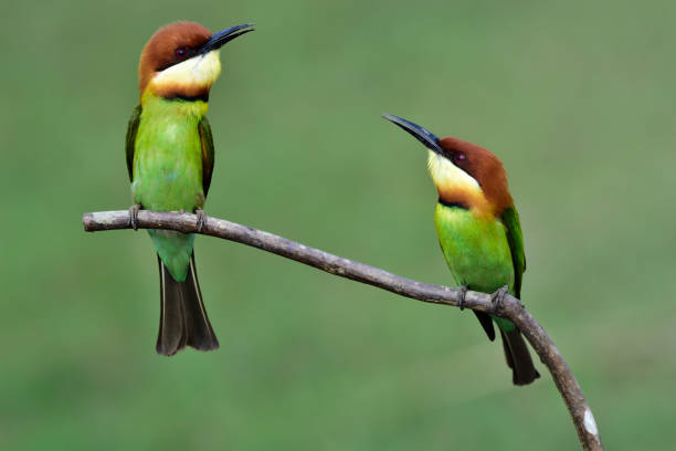 istock Chestnut-headed Bee-eater beautiful green birds with brown head 656500714