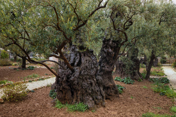 Olive Trees of Gethsemane on the Mount of Olives Olive trees of Gethsemane on the Mount of Olives, the silent witnesses of Jesus' prayer and suffering the evening before His crucifixion. Jerusalem, Israel. garden of gethsemane stock pictures, royalty-free photos & images