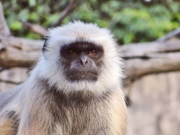 istock Portrait of a monkey 656504916
