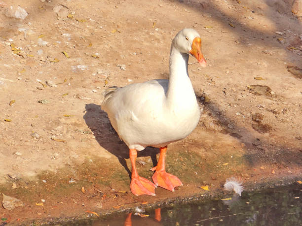 istock Duck is enjoying the sun in cold days. 656505204