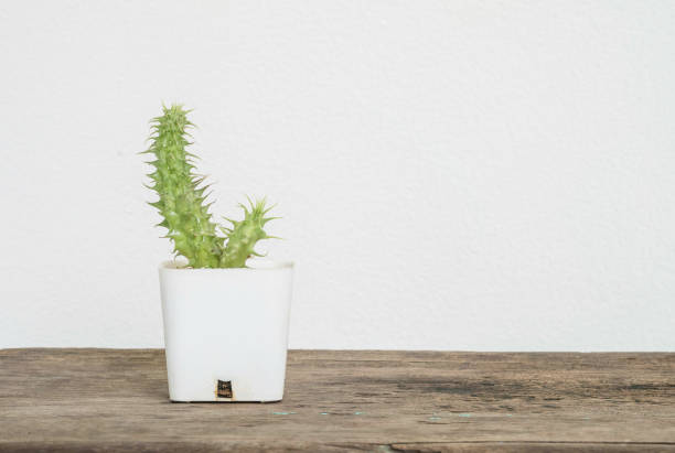 istock Closeup cactus in white plastic pot on blurred wood desk and white cement wall textured background with copy space 656508342