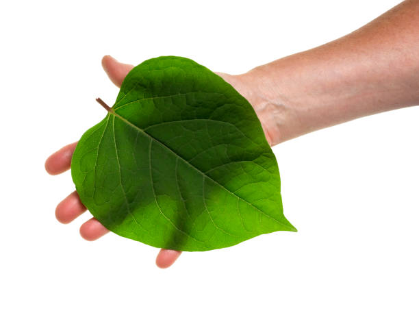 istock Big green leaf as heart shape  on hand isolated. 656511178