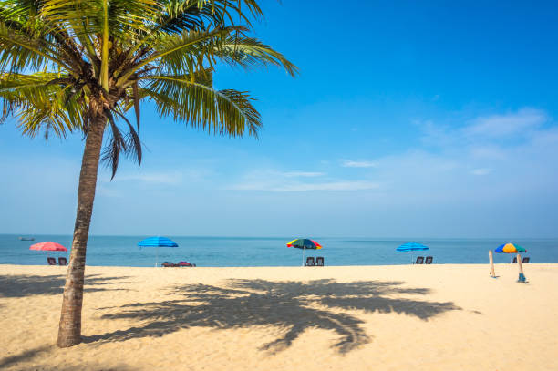 kerala, índia. férias no país exótico. - goa beach india green - fotografias e filmes do acervo