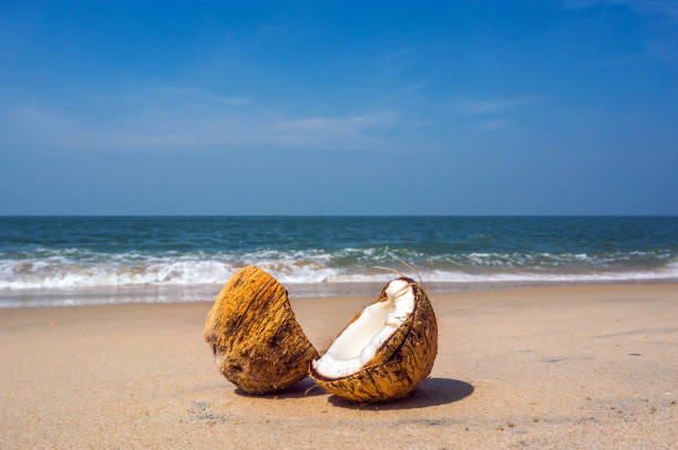 duas metades de coco marrom rachado na praia de areia branca com fundo de mar turquesa - sandy brown bay beach sand - fotografias e filmes do acervo