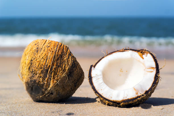 duas metades de coco marrom rachado na praia de areia branca com fundo de mar turquesa - sandy brown bay beach sand - fotografias e filmes do acervo