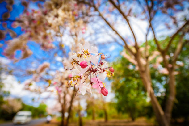 Wishing Tree, Pink Showe, Cassia Bakeriana Craib, Beneath a tree flowering pink resemble sakura. Thailand