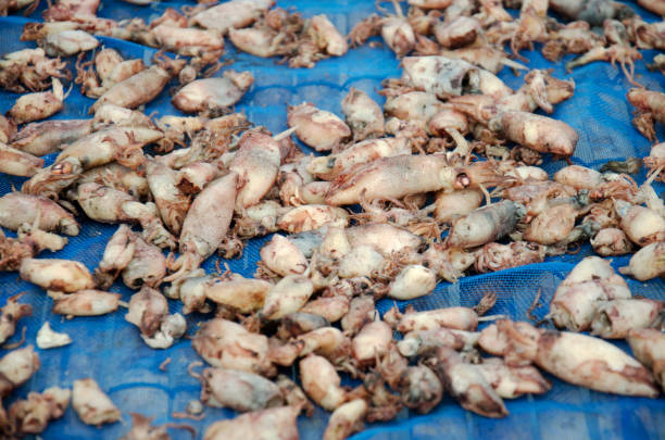 istock Dried raw Beka squid preserves for sale 656514688
