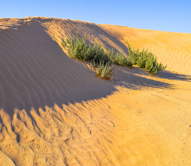 istock Road across Sahara desert 656525342