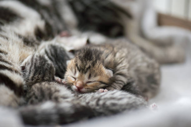 lindos gatitos tabby recién nacidos durmiendo con la madre - kitten newborn animal domestic cat feline fotografías e imágenes de stock