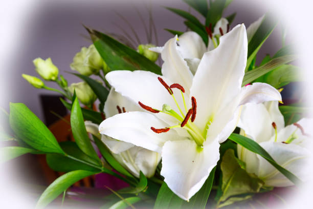 istock Beautiful white lily flower blossom macro close up 656527494