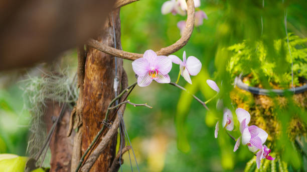 Dendrobium orchid, beautiful pink and white flowers in the garden. Dendrobium orchid, beautiful pink and white flowers in the garden. Dendrobium stock pictures, royalty-free photos & images