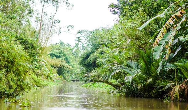 rivière sauvage de mékong par la pluie au vietnam - tropical rain forest flash photos et images de collection