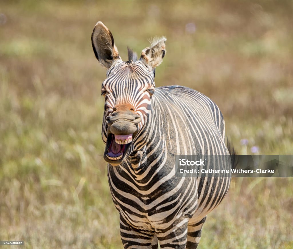 Laughing Zebra A closeup of a Cape Mountain Zebra that looks as if he is laughing Africa Stock Photo