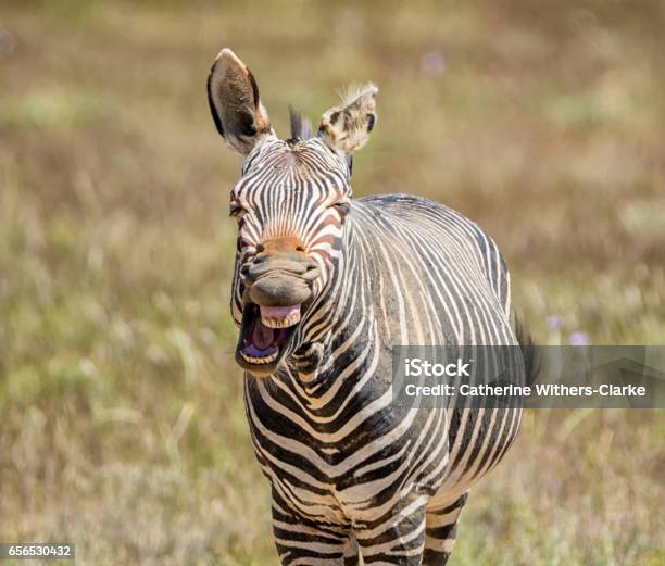 Laughing Zebra Stock Photo - Download Image Now - Africa, Animal, Animal Body Part