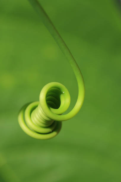istock Closeup of a tendril 656531808