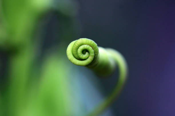 istock Closeup of a tendril 656531832