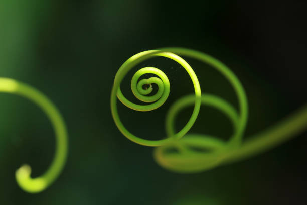 istock Closeup of a tendril 656531834