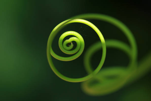istock Closeup of a tendril 656531844