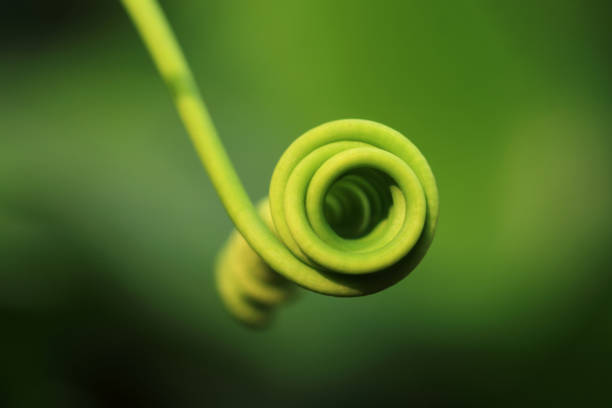 istock Closeup of a tendril 656531866