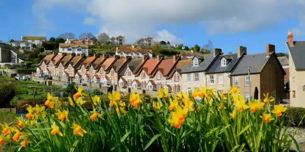 Photo of Daffodils