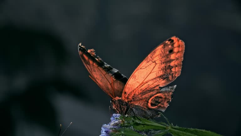 Beautiful Butterfly Opening and Closing Wings