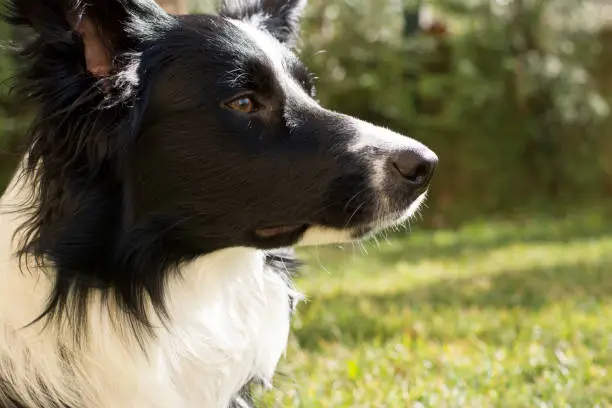 a Close up of the muzzle of a border collie