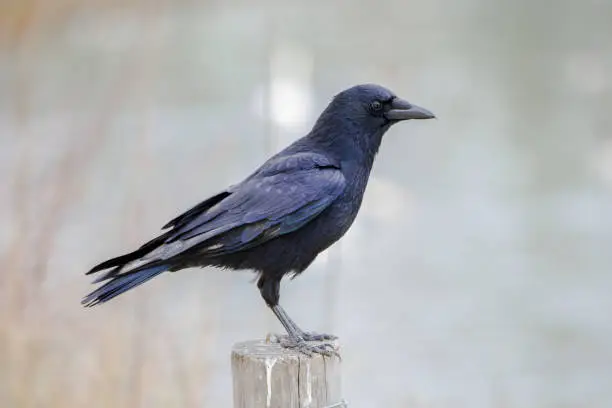Crow perched on a picket