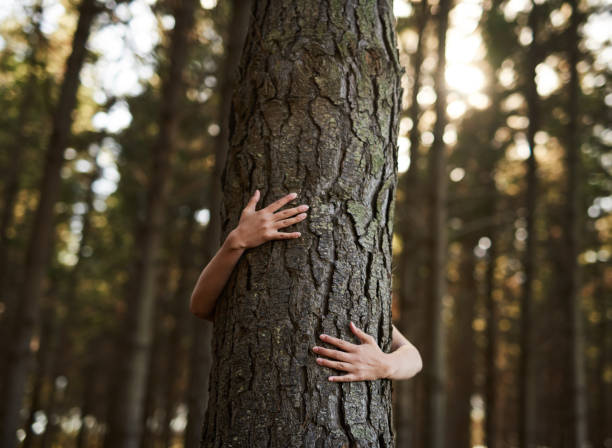 Trees deserve love too Shot of an unidentifiable young woman hugging a tree in the forest hugging tree stock pictures, royalty-free photos & images