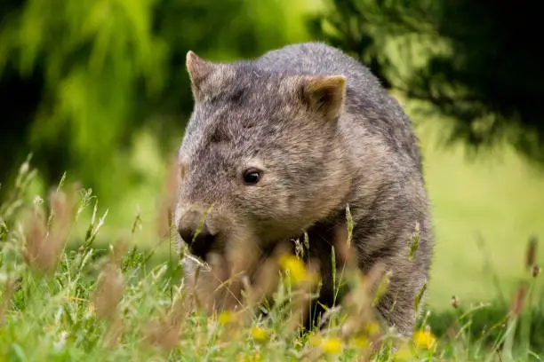 A lone wombat foraging at Sunset at Berry Mountain on the New South Wales south coast.