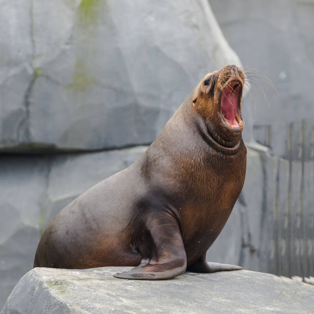 istock California sea lion 656543724