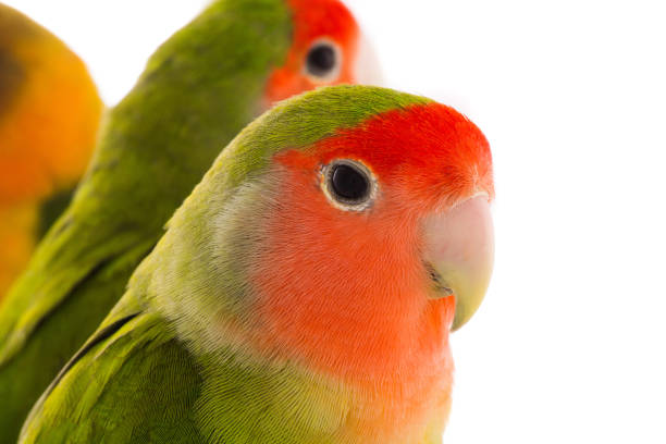 istock portrait lovebird 656546976