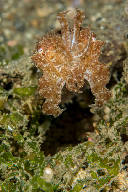 istock broadclub cuttlefish - Sepia latimanus 656547362