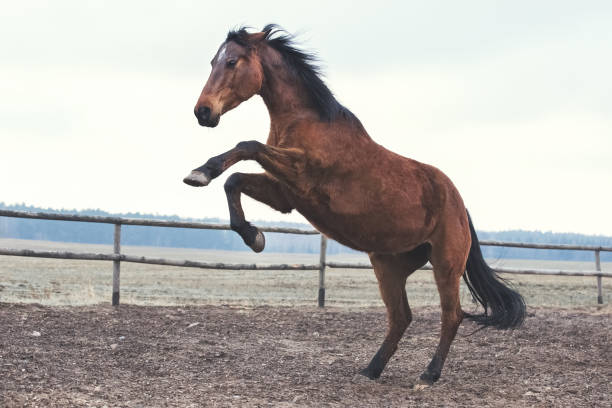 istock Trakehner bay horse has fun at liberty 656550782